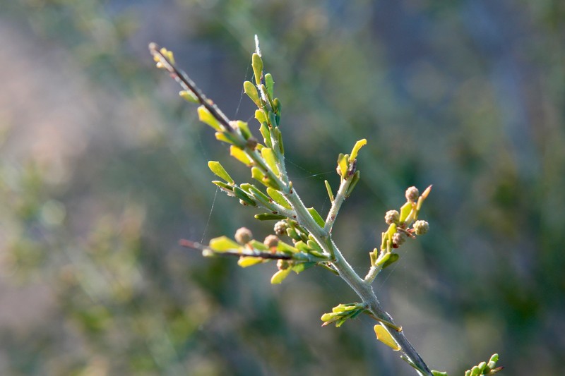 Acacia acanthoclada subsp. acanthoclada photo 4