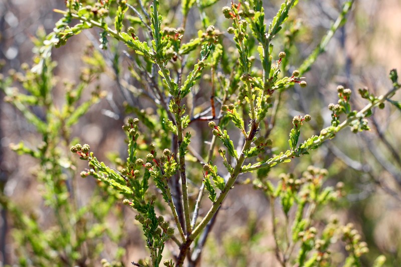 Acacia acanthoclada subsp. acanthoclada photo 5