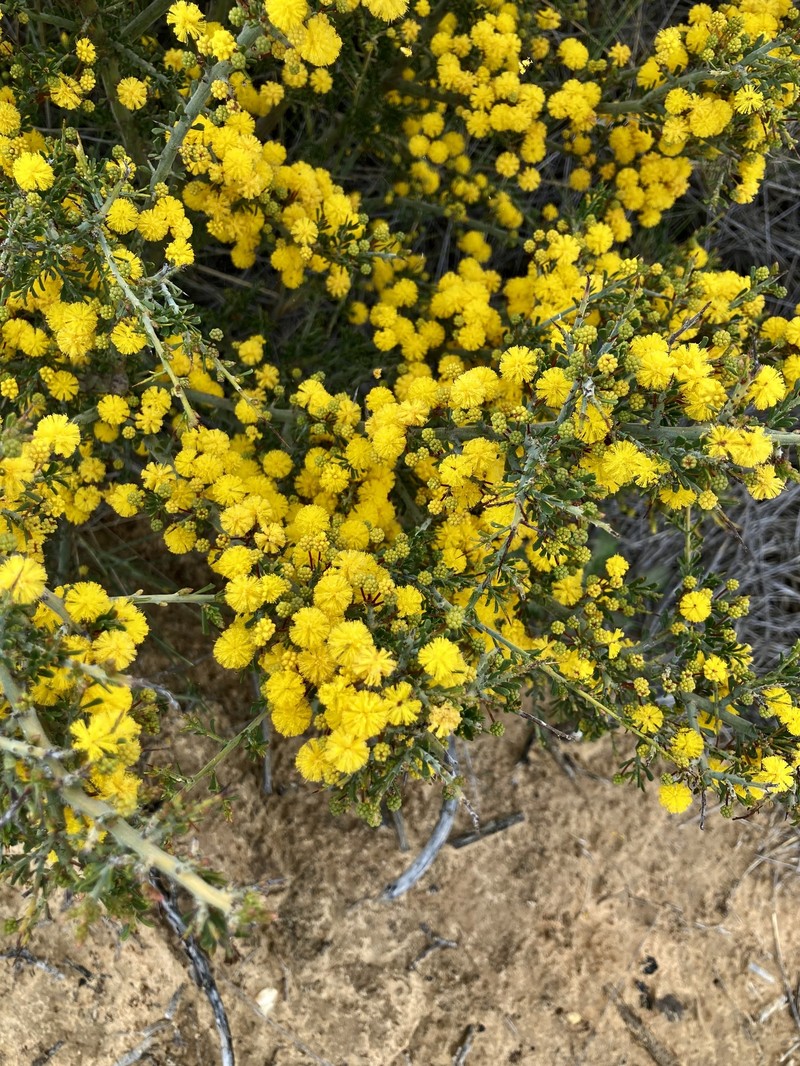 Acacia acanthoclada subsp. acanthoclada photo 6