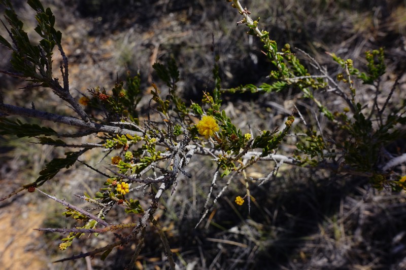 Acacia acanthoclada subsp. acanthoclada photo 7