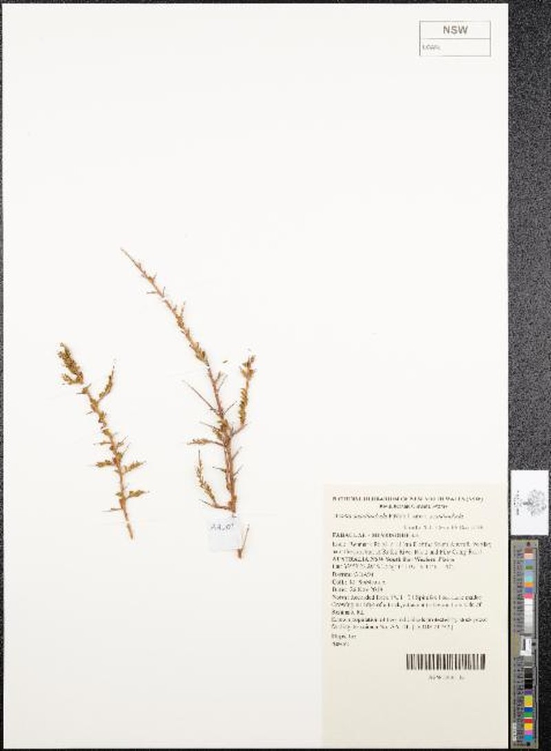 Acacia acanthoclada subsp. acanthoclada photo 8