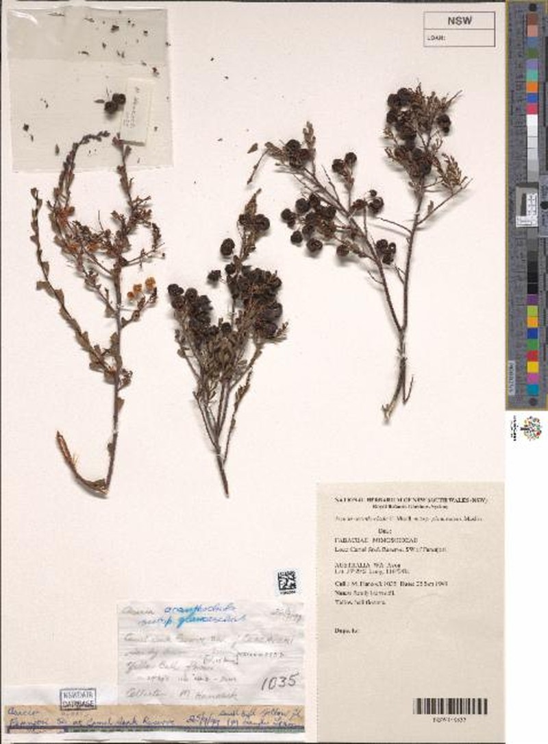 Acacia acanthoclada subsp. glaucescens