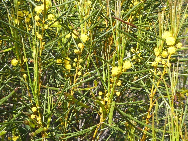 Acacia acellerata photo 2