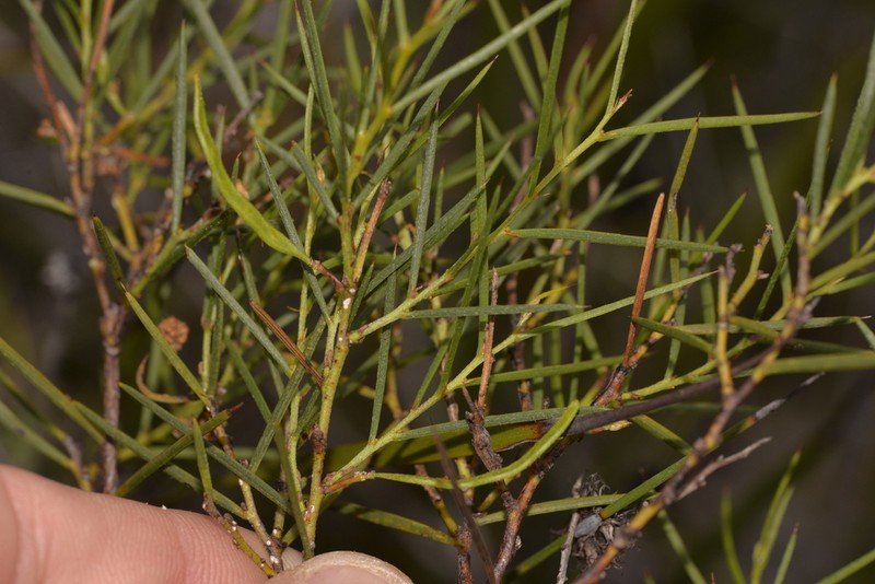 Acacia acellerata photo 3