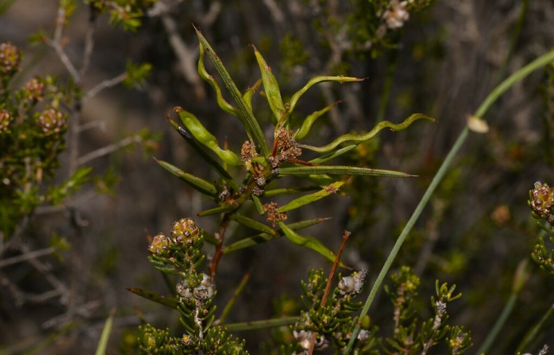 Acacia acellerata photo 4