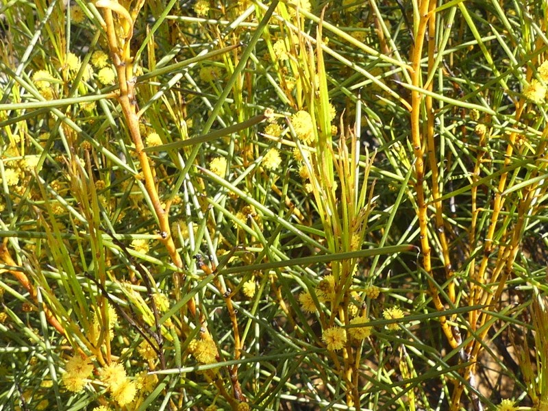 Acacia acellerata photo 5