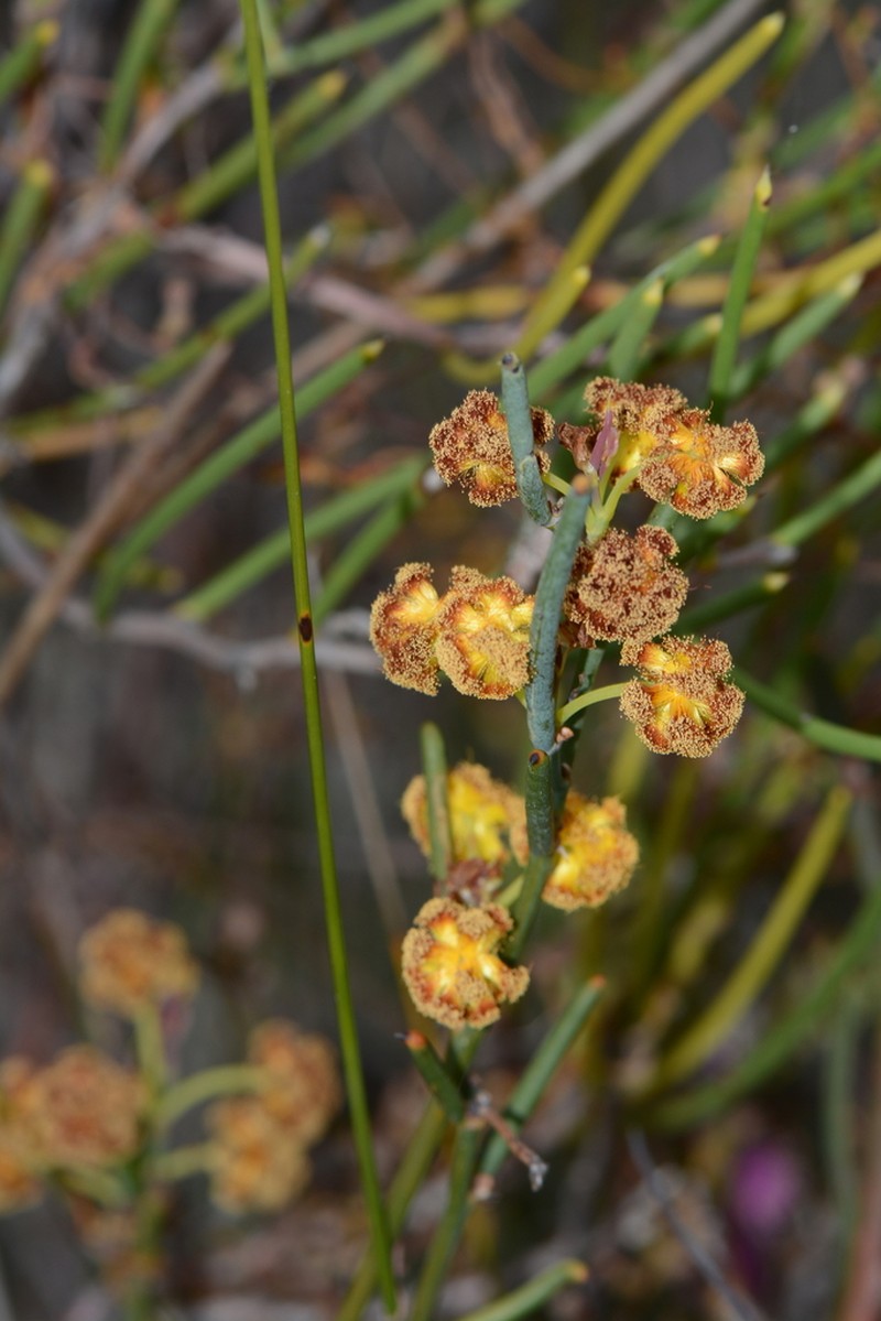 Acacia acellerata photo 6