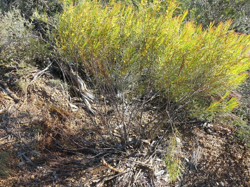 Acacia acellerata photo 7