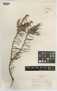 Acacia acellerata