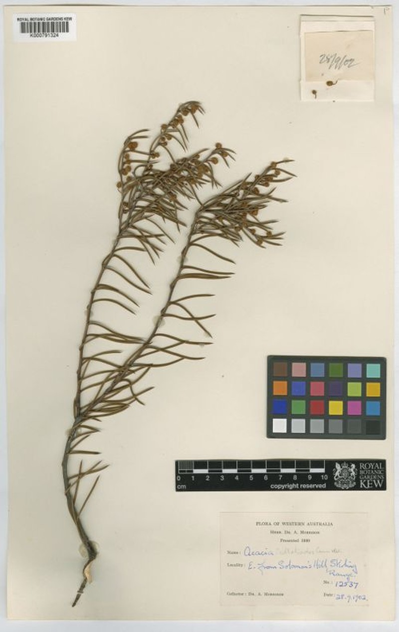Acacia acellerata