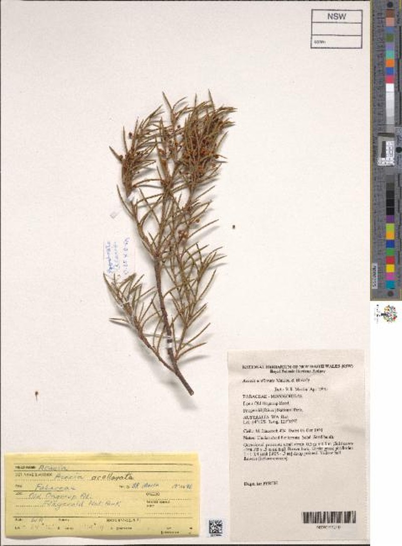 Acacia acellerata photo 2