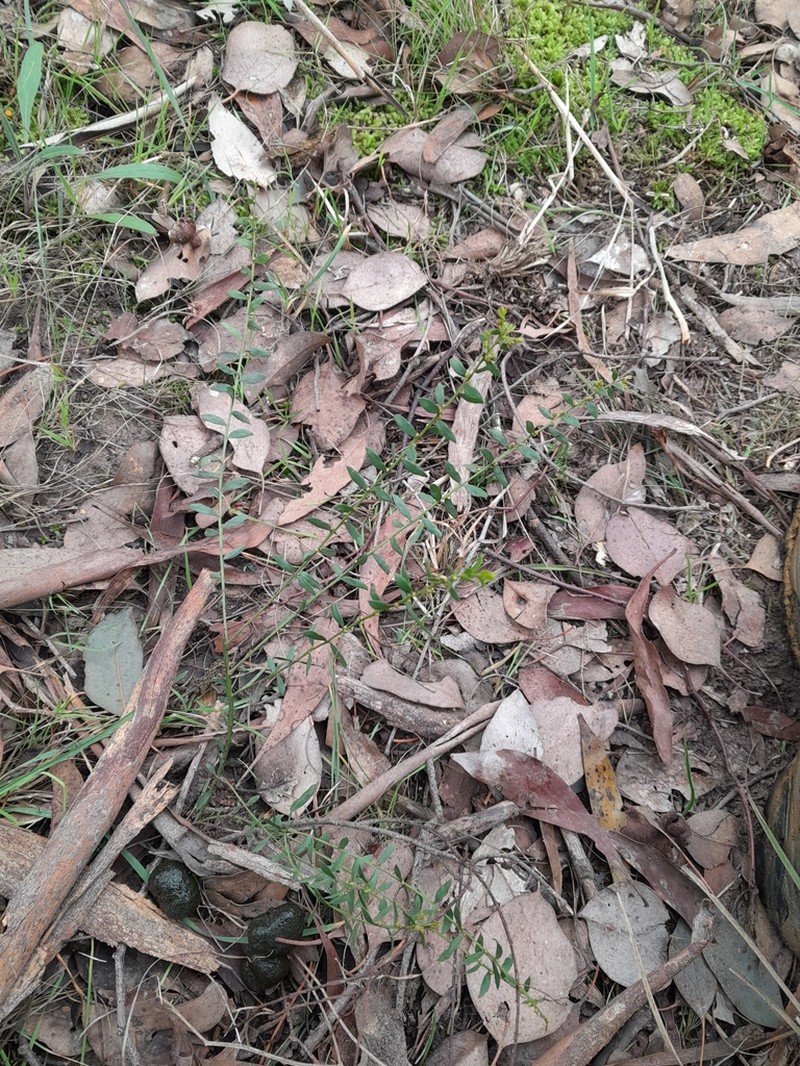 Gold-Dust Acacia photo 7