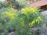 Gold-Dust Acacia