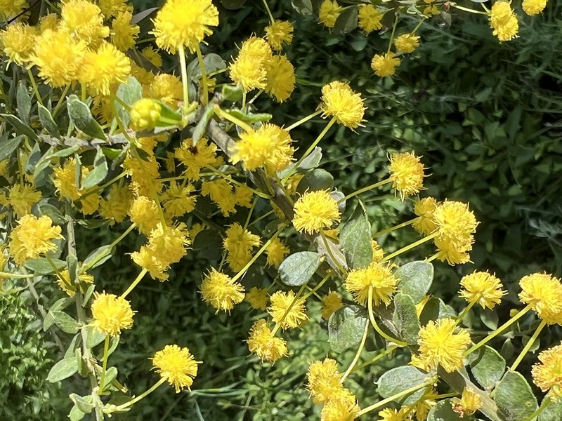 Gold-Dust Acacia photo 2