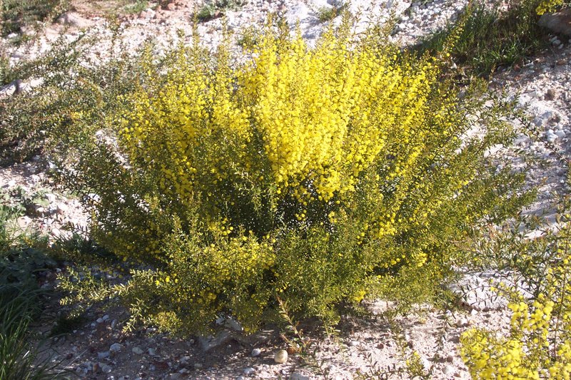 Gold-Dust Acacia photo 3