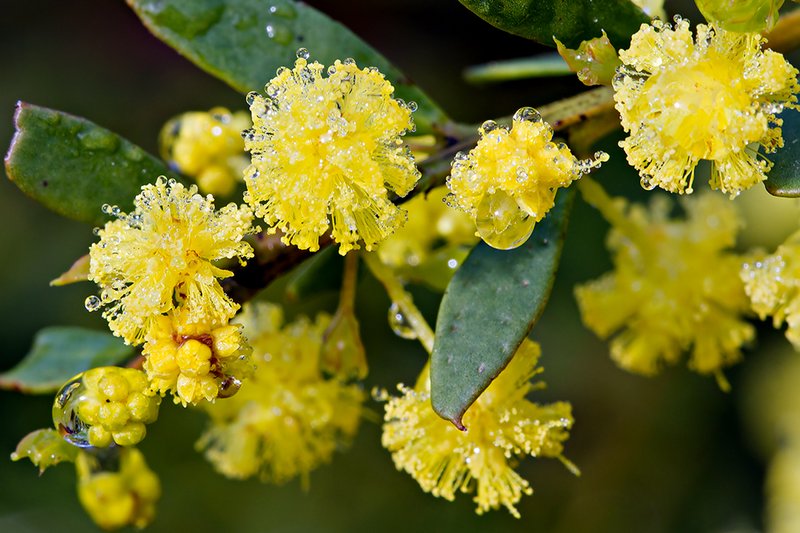 Gold-Dust Acacia photo 4