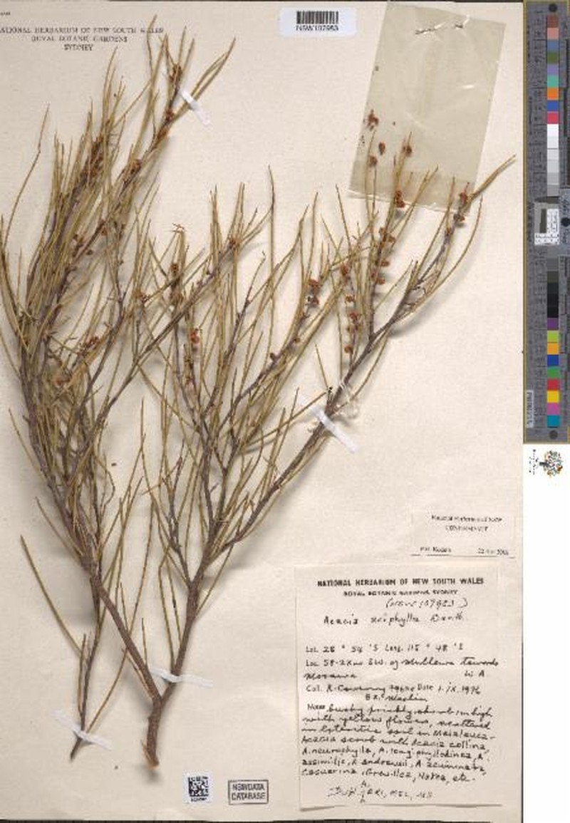 Acacia aciphylla photo 2