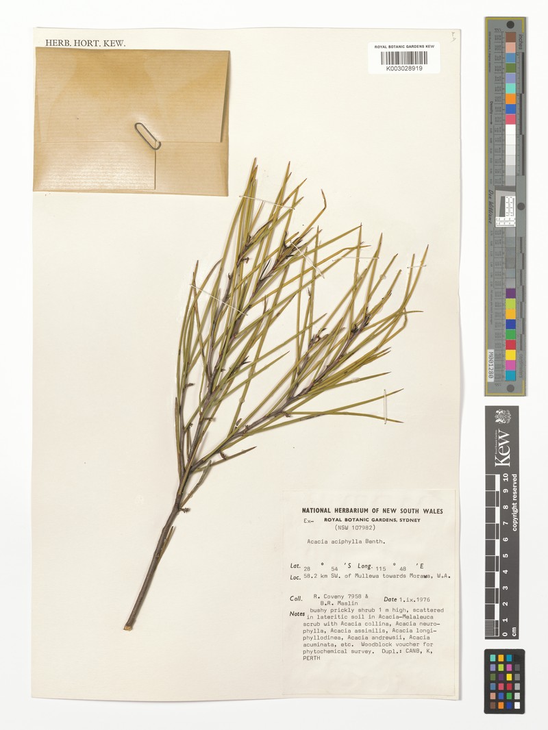 Acacia aciphylla photo 3