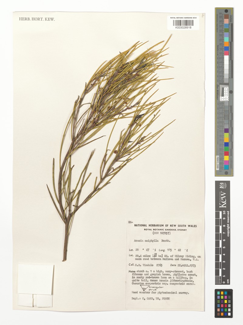 Acacia aciphylla photo 4