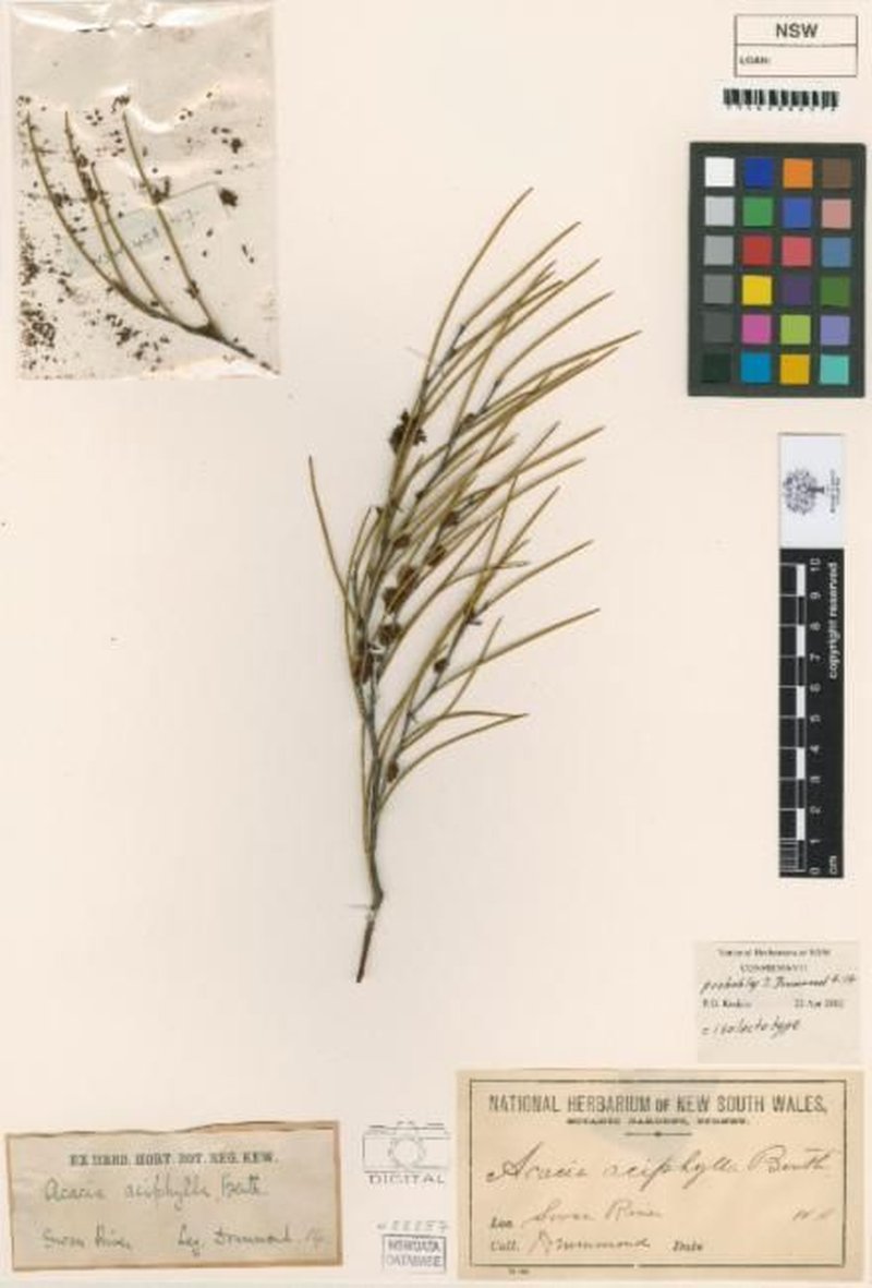 Acacia aciphylla