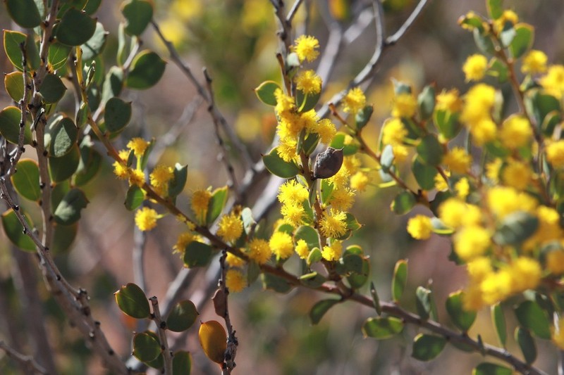 Acacia acoma
