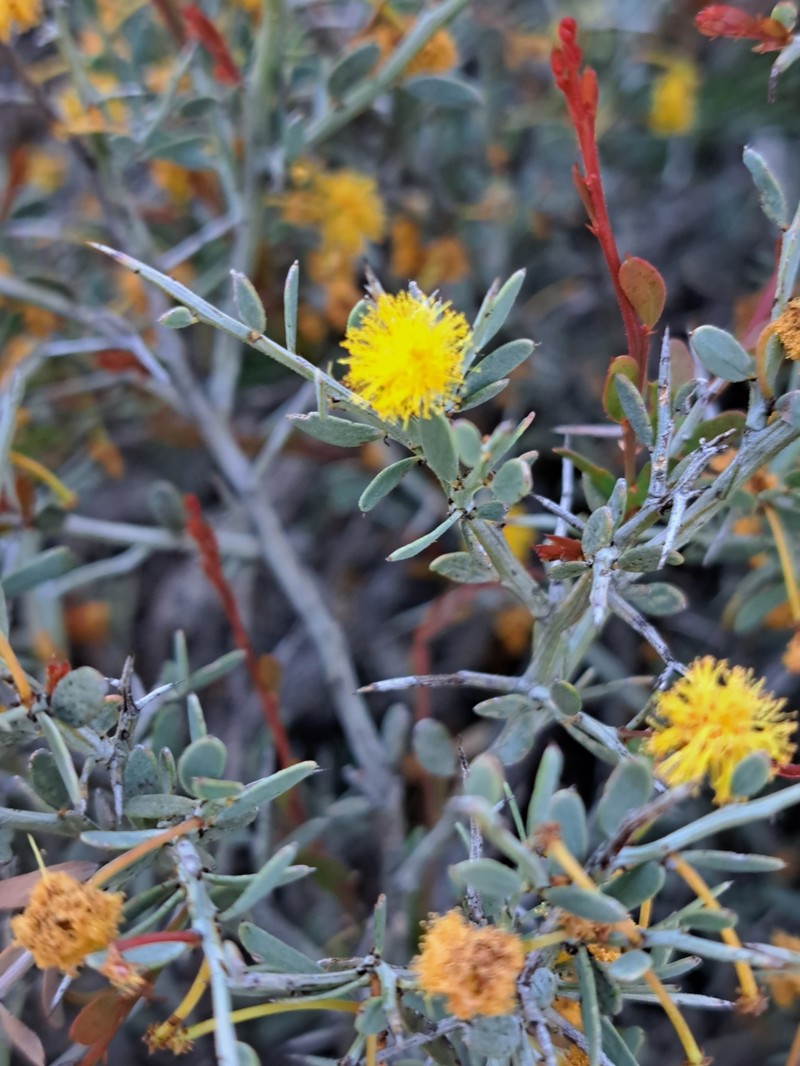 Acacia acoma photo 3