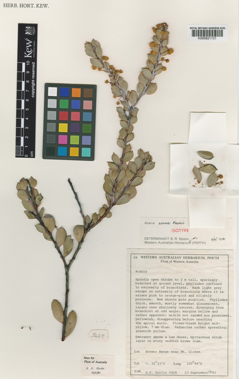 Acacia acoma photo 4