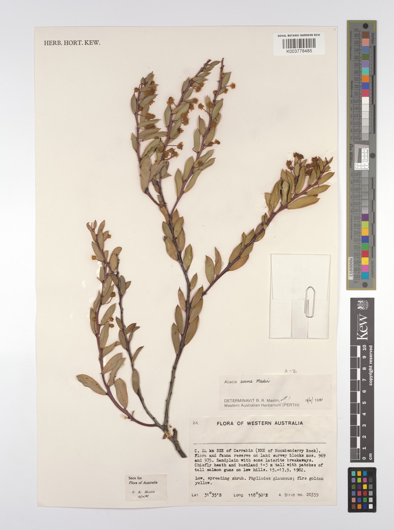Acacia acoma photo 5