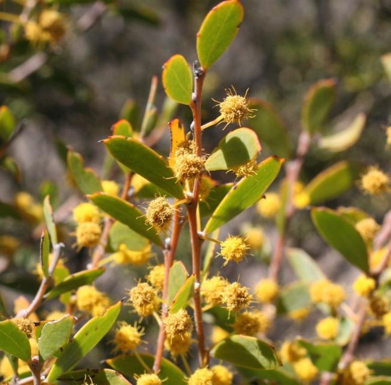 Acacia acoma photo 6