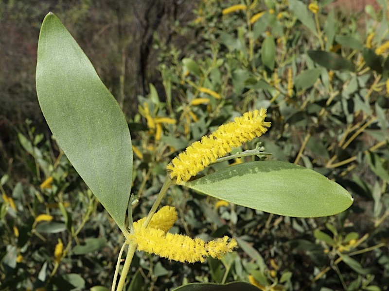 Acacia acradenia