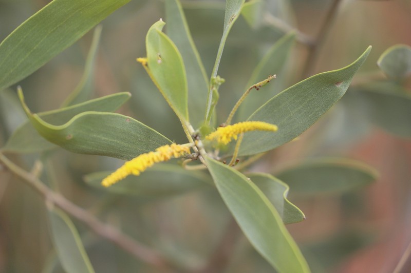 Acacia acradenia photo 2