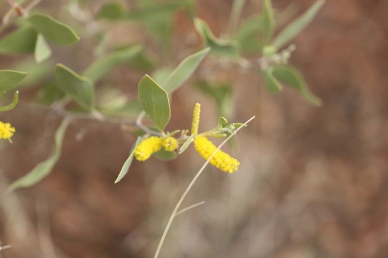 Acacia acradenia photo 3