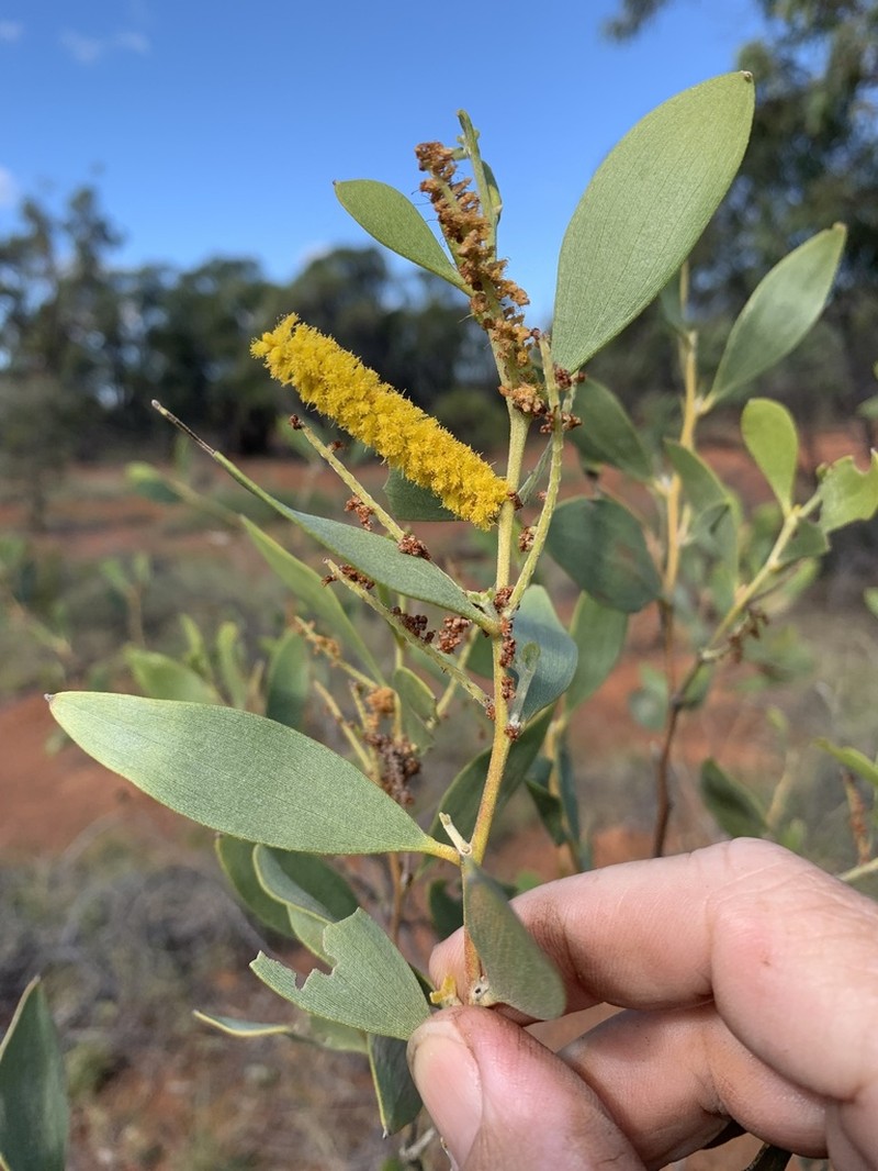 Acacia acradenia photo 4