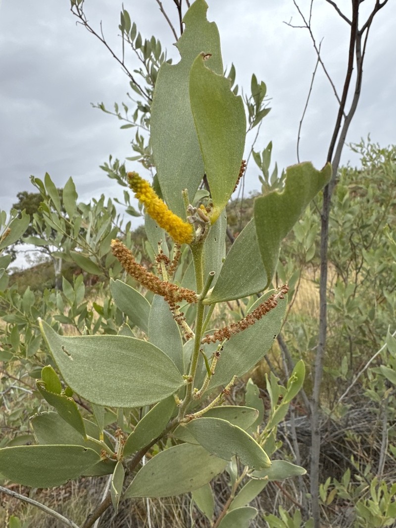 Acacia acradenia photo 5