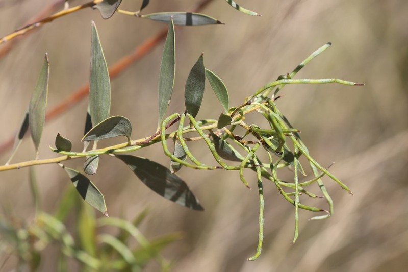 Acacia acradenia photo 6