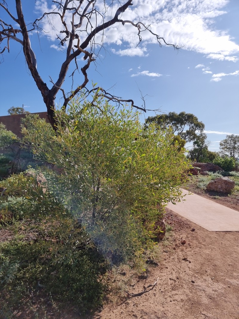 Acacia acradenia photo 7