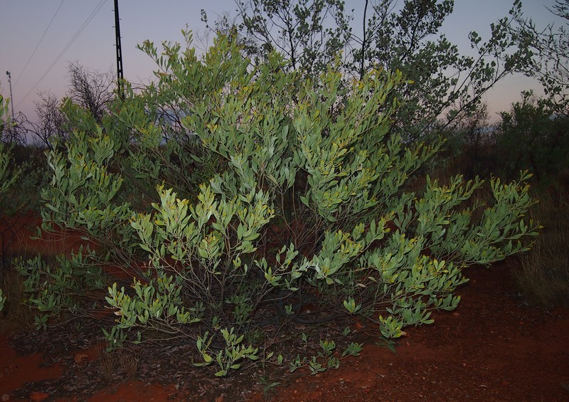 Acacia acradenia photo 8