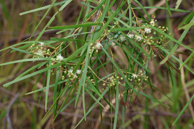 Acacia acrionastes