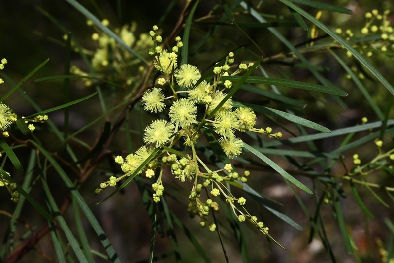 Acacia acrionastes photo 2