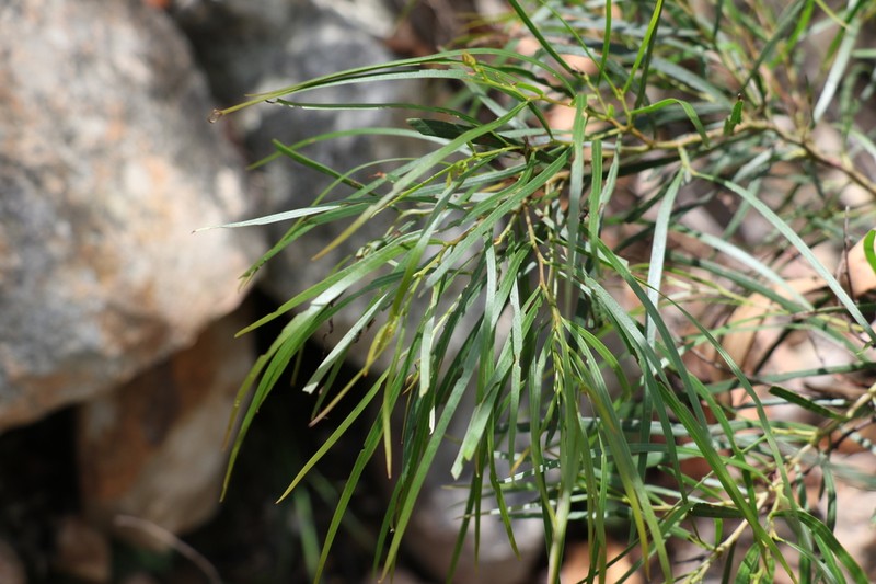 Acacia acrionastes photo 3