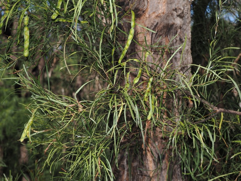 Acacia acrionastes photo 4