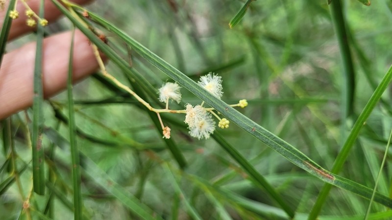 Acacia acrionastes photo 5