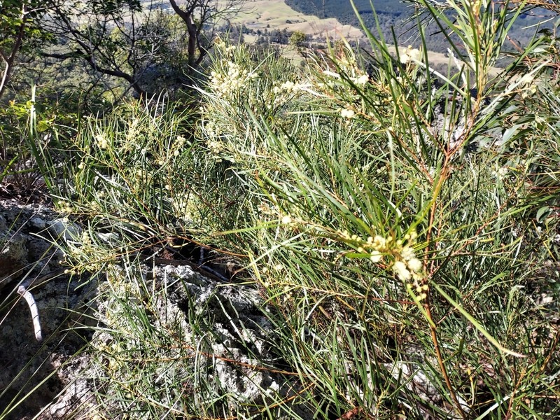 Acacia acrionastes photo 6