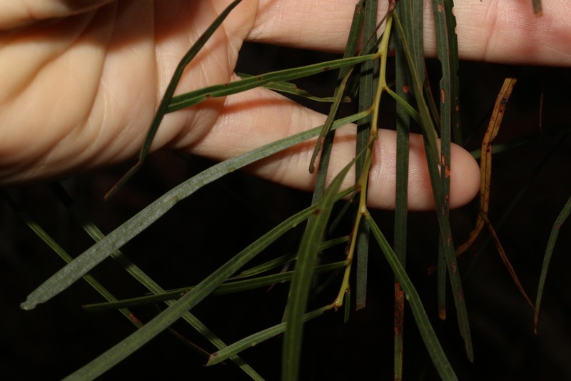 Acacia acrionastes photo 7