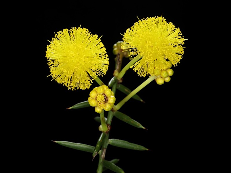 Acacia acuaria