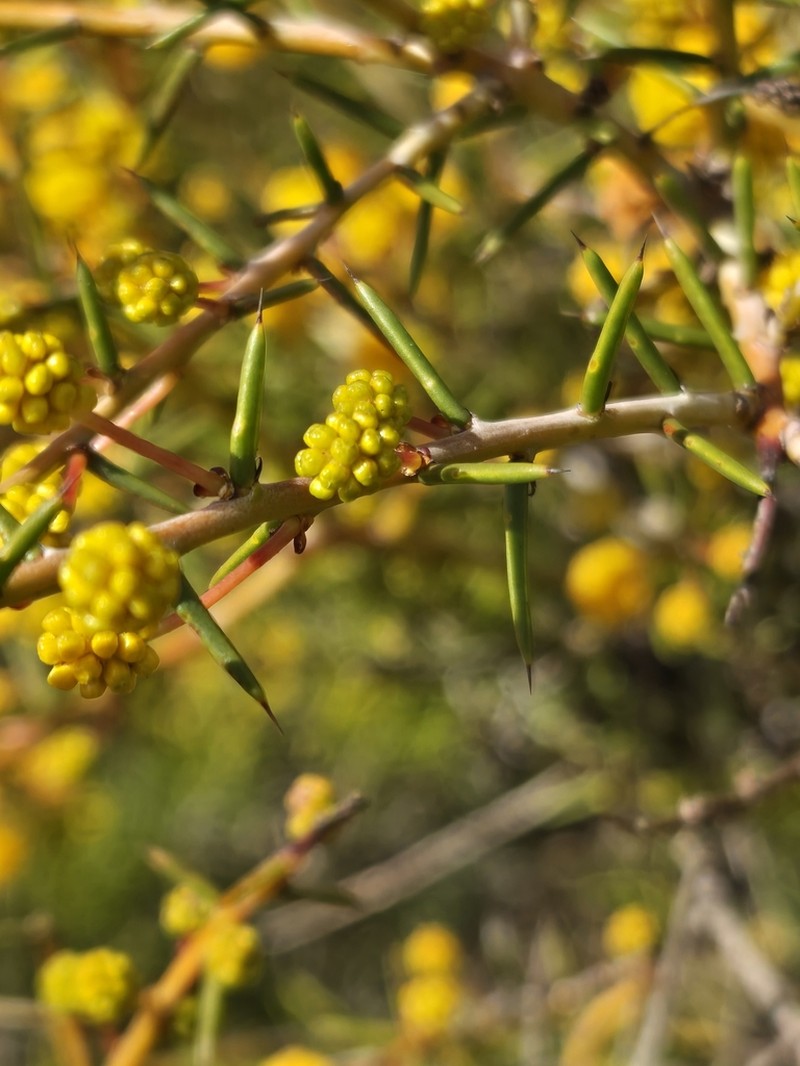 Acacia acuaria photo 2