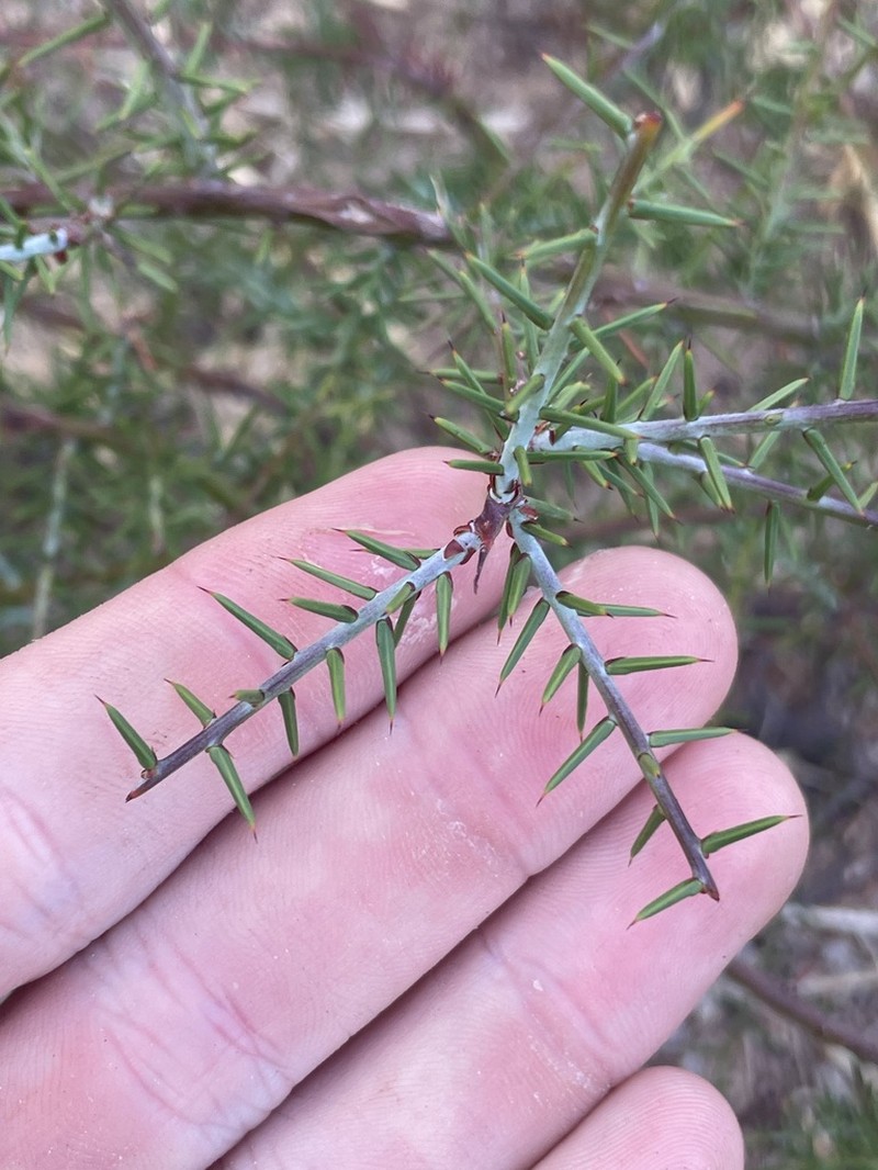 Acacia acuaria photo 3