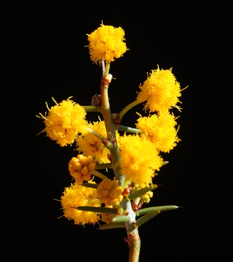 Acacia acuaria photo 4