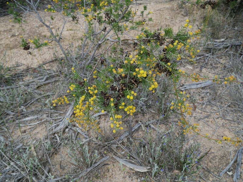 Acacia acuaria photo 5