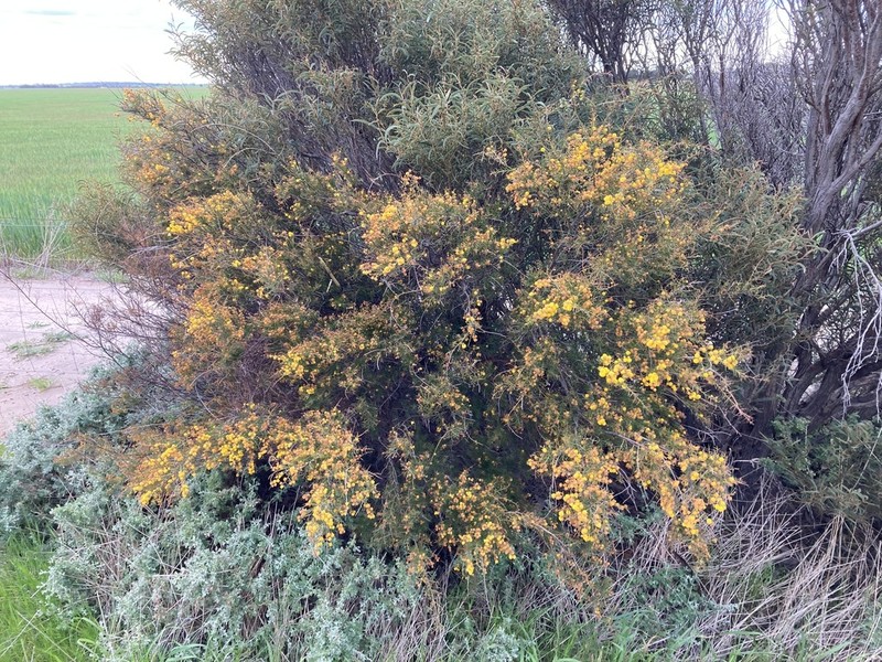 Acacia acuaria photo 6